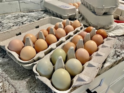 Farm-fresh eggs