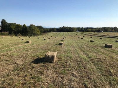 Square bales drying across the field after cutting