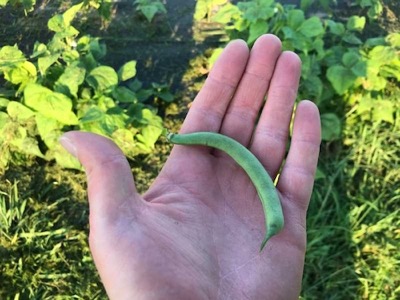Hand-picked garden produce